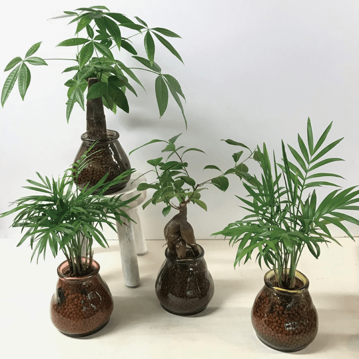 New 岡崎店限定 インテリアグリーン売場 注目の炭鉢 観葉植物など 家具 インテリアのファニチャードーム New 岡崎店限定 インテリアグリーン売場 注目の炭鉢 観葉植物など 家具 インテリアのファニチャードーム