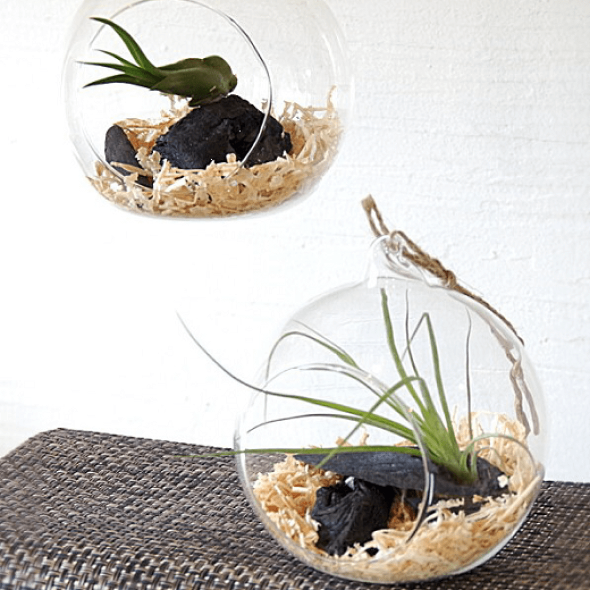 New 岡崎店限定 インテリアグリーン売場 注目の炭鉢 観葉植物など 家具 インテリアのファニチャードーム New 岡崎店限定 インテリアグリーン売場 注目の炭鉢 観葉植物など 家具 インテリアのファニチャードーム