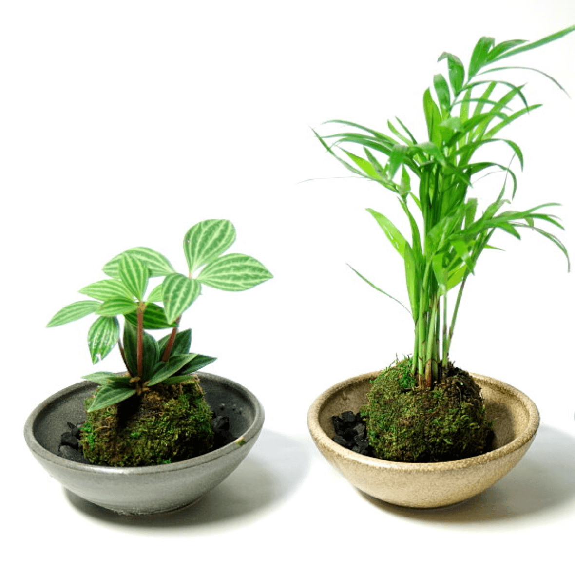 New 岡崎店限定 インテリアグリーン売場 注目の炭鉢 観葉植物など 家具 インテリアのファニチャードーム New 岡崎店限定 インテリアグリーン売場 注目の炭鉢 観葉植物など 家具 インテリアのファニチャードーム