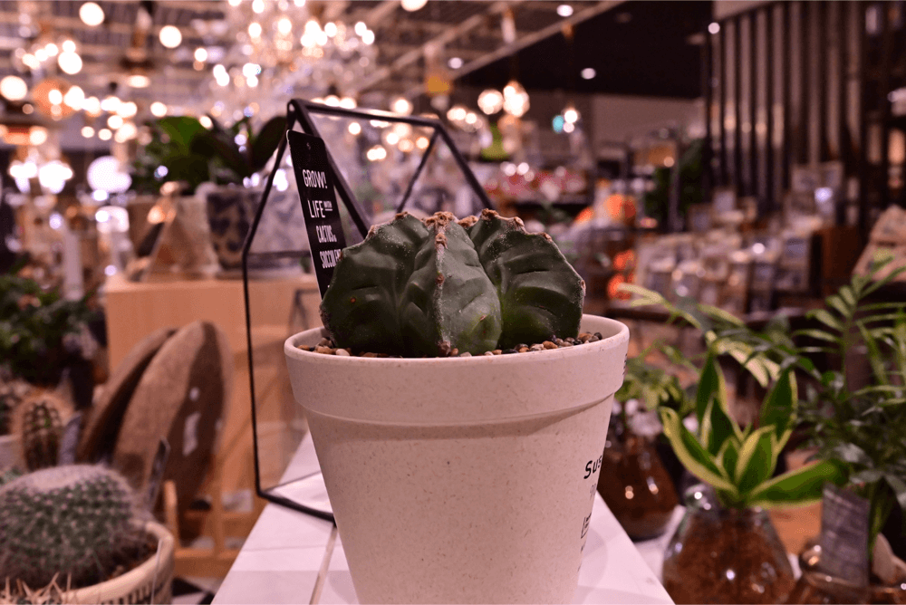 New 岡崎店限定 インテリアグリーン売場 注目の炭鉢 観葉植物など 家具 インテリアのファニチャードーム New 岡崎店限定 インテリアグリーン売場 注目の炭鉢 観葉植物など 家具 インテリアのファニチャードーム
