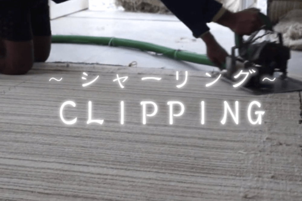 インドギャベ