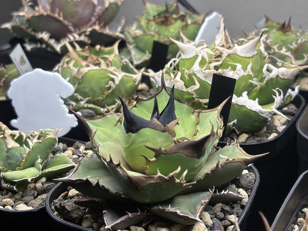 ファニチャードーム グリーンマニア 植物の販売会