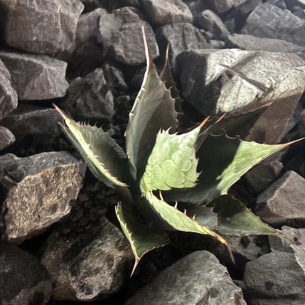 ファニチャードーム ウッドプランターづくり体験ワークショップ 植物の販売会