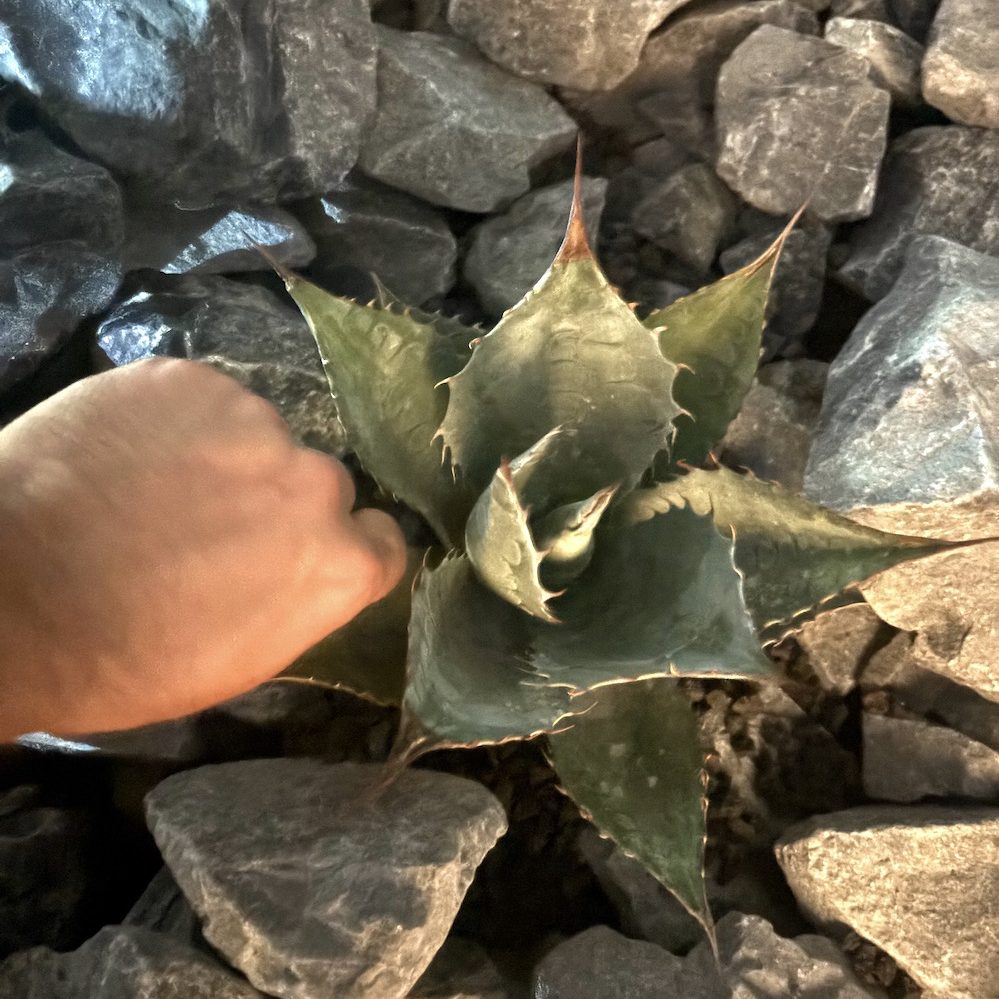 ファニチャードーム ウッドプランターづくり体験ワークショップ 植物の販売会