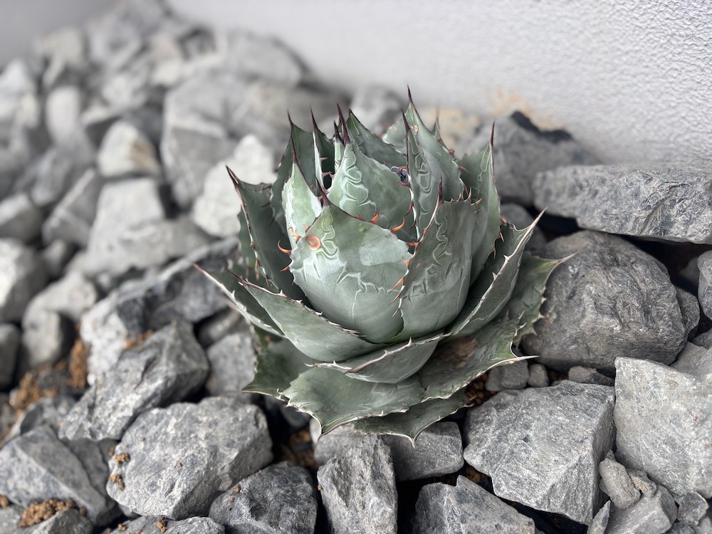 ファニチャードーム ウッドプランターづくり体験ワークショップ 植物の販売会