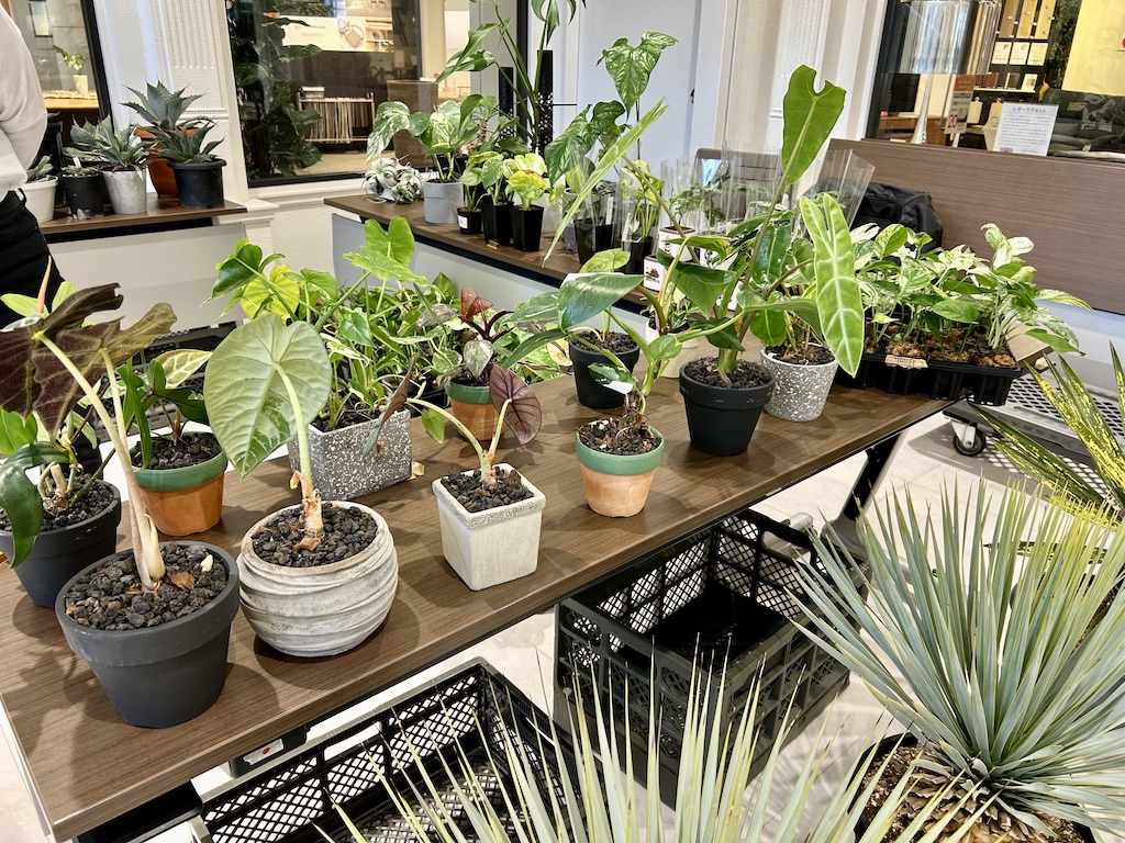 ファニチャードーム グリーンマニア M'PANTS 植物の販売会