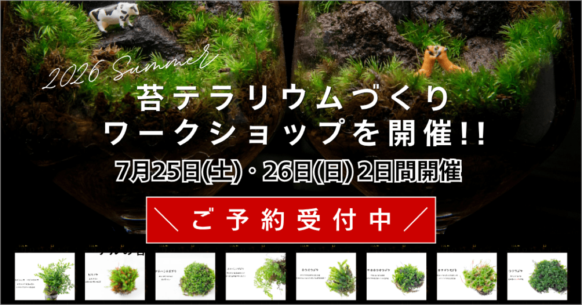 オリジナルの癒しテラリウムを作る！” 苔テラリウムづくり体験ワーク
