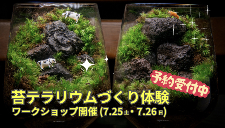 苔テラリウムWS