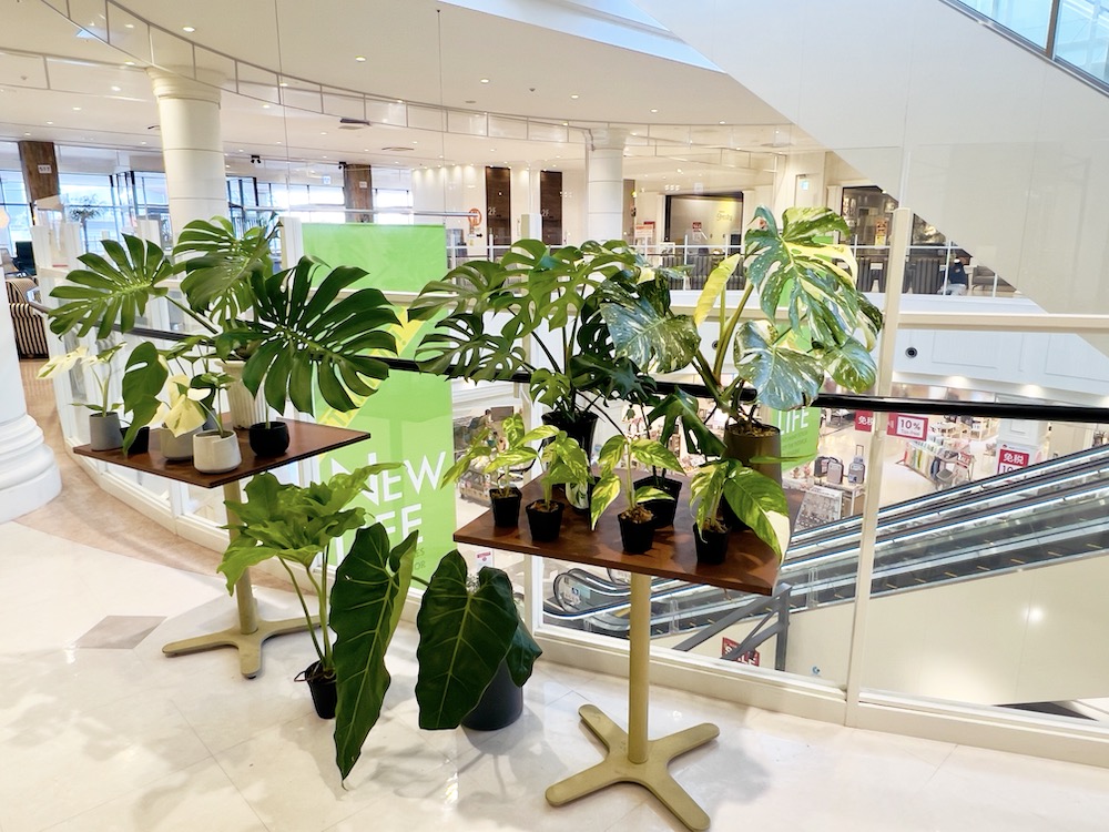 ファニチャードーム 植物の販売会 キョクトウエンゲイブ