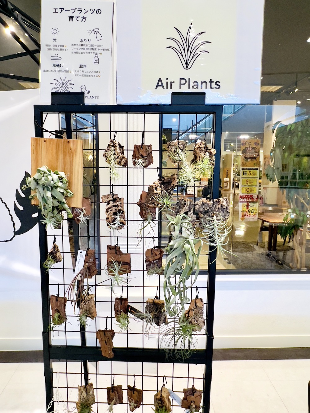 ファニチャードーム 植物の販売会 M' PLANTS