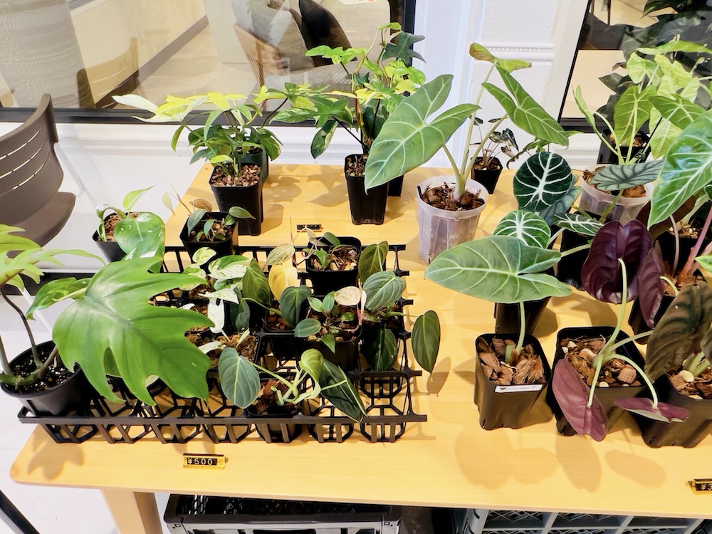 ファニチャードーム 植物の販売会 M' PLANTS