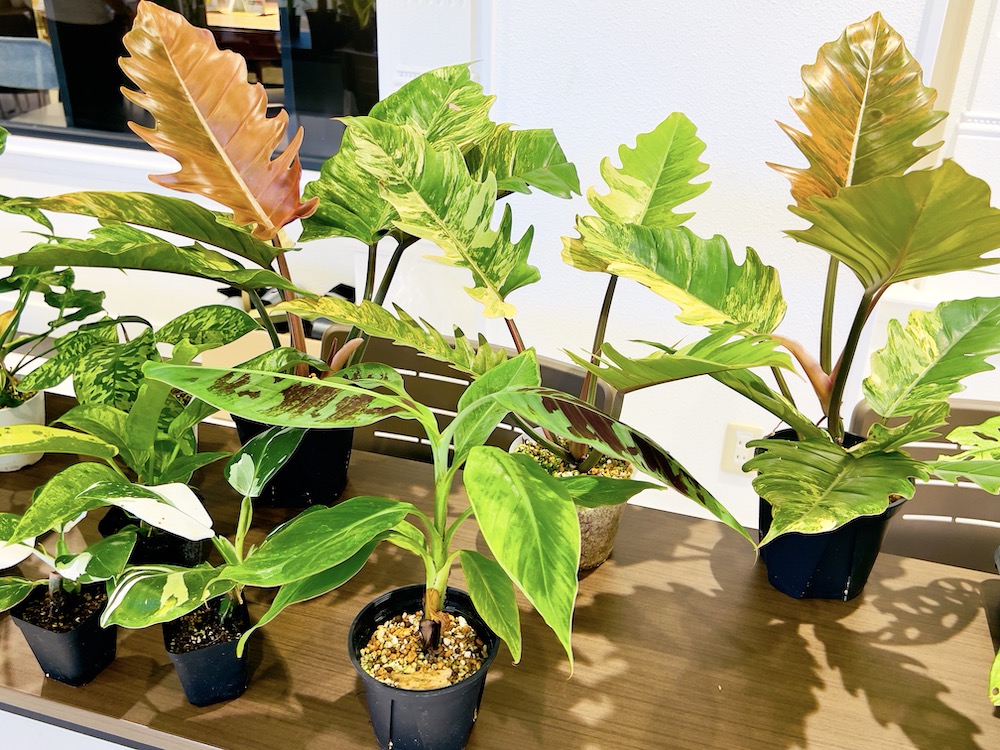 ファニチャードーム 植物の販売会 キョクトウエンゲイブ