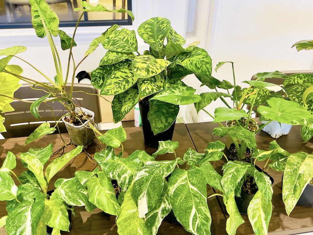 ファニチャードーム 植物の販売会 キョクトウエンゲイブ