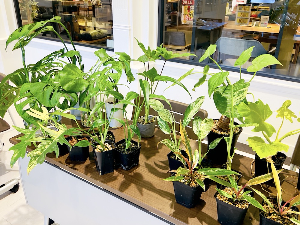 ファニチャードーム 植物の販売会 キョクトウエンゲイブ