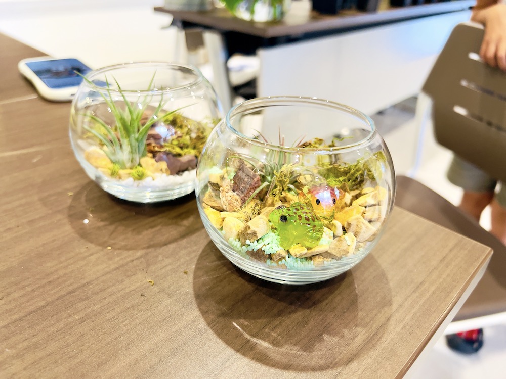 ファニチャードーム エアープランツテラリウムづくり体験ワークショップ M' PLANTS