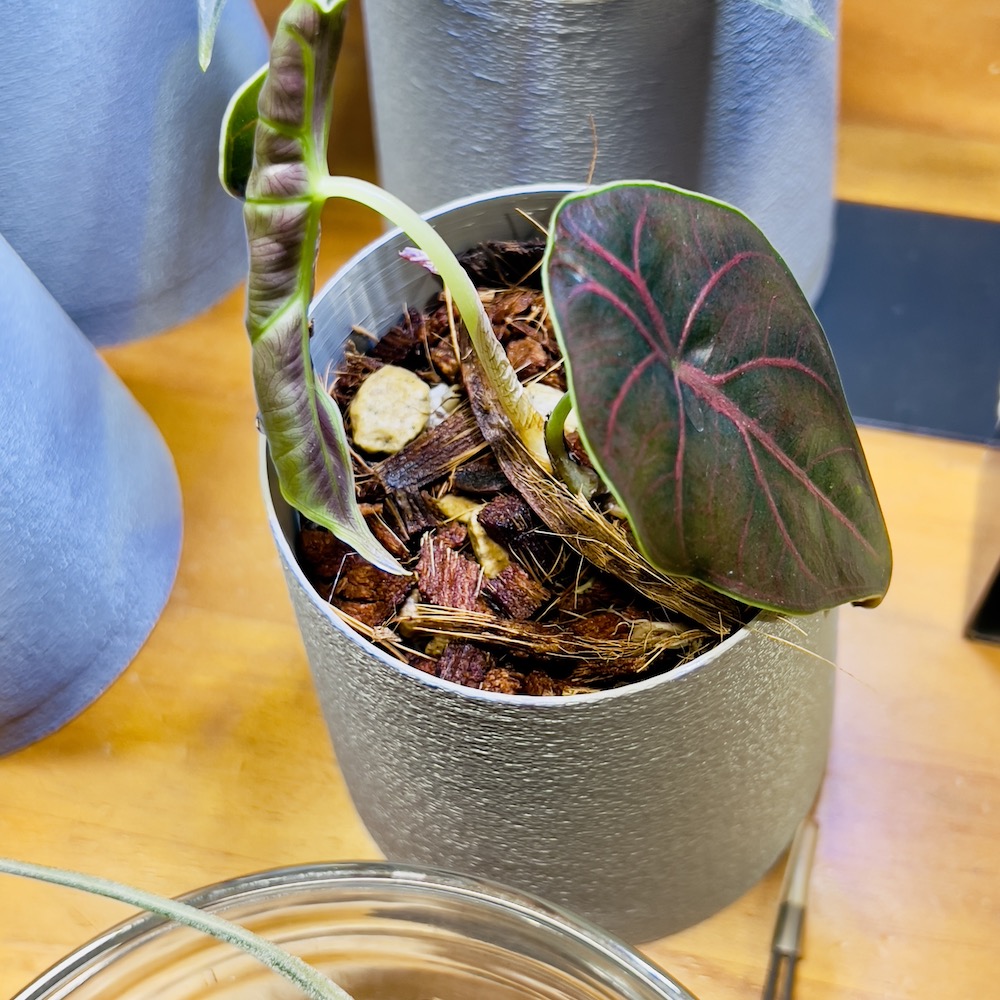 ファニチャードーム 植物の販売会 M's PLANTS