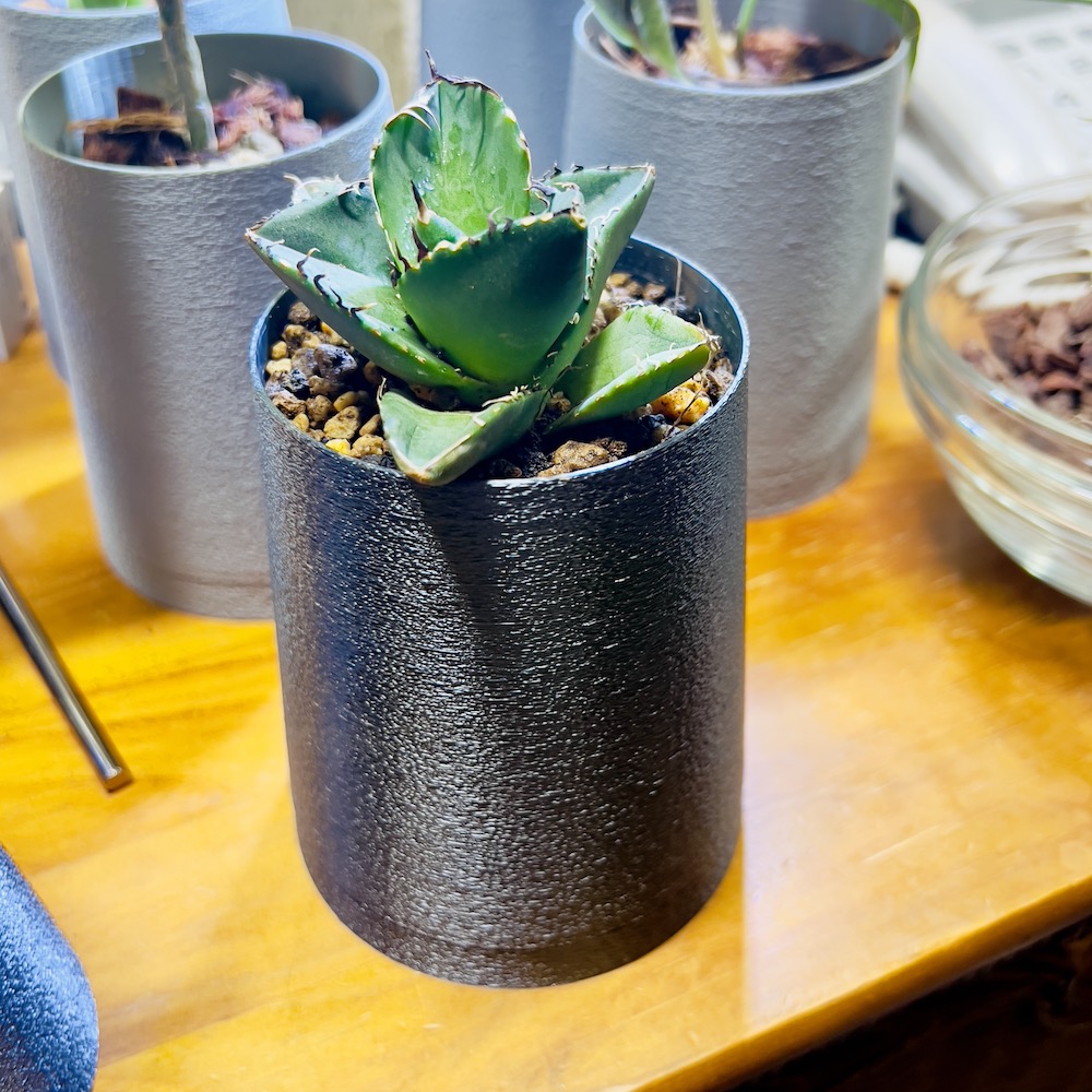 ファニチャードーム 植物の販売会 M's PLANTS