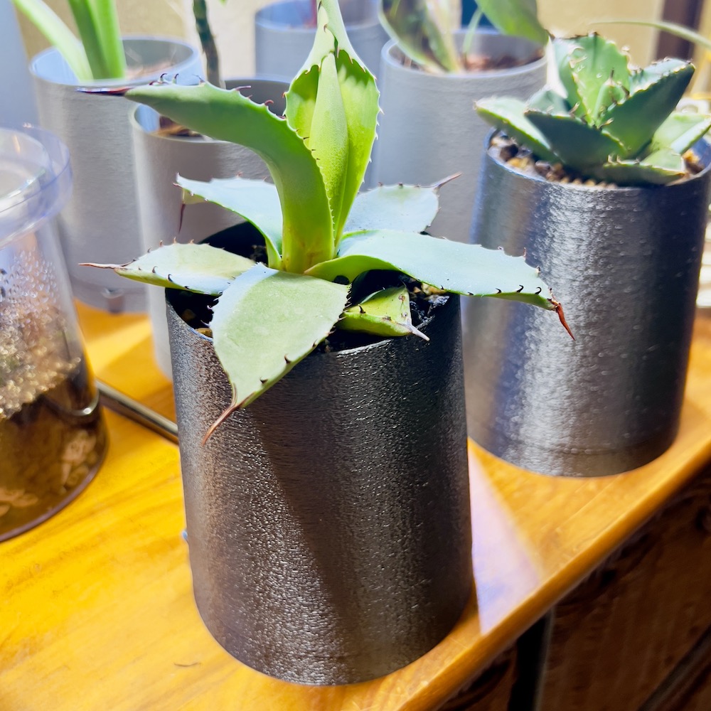 ファニチャードーム 植物の販売会 M's PLANTS